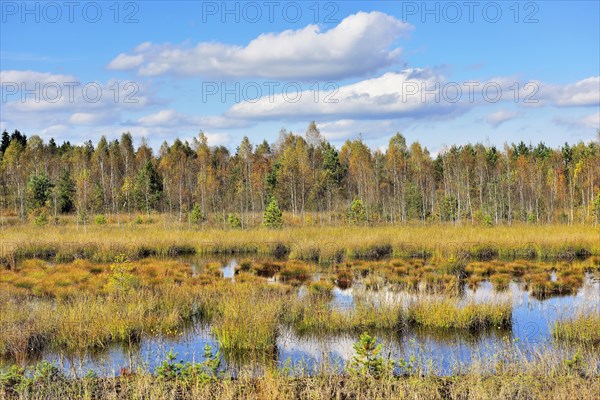 Moorland pond with lakeshore bulrushes