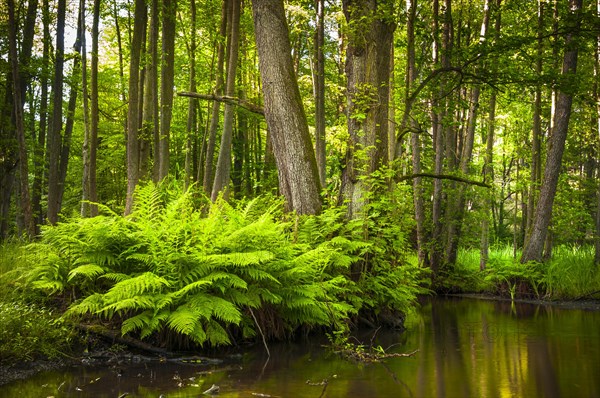 Streambed of The Schlaube River with ferns