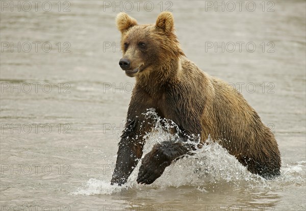 Brown bear