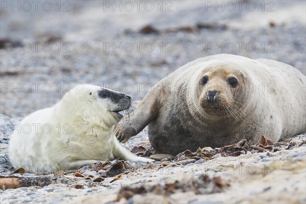 Grey seal