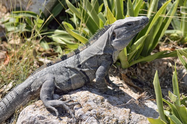 Black spiny-tailed iguana