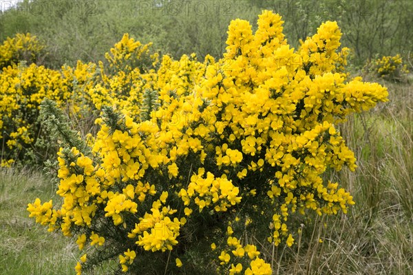 Common gorse