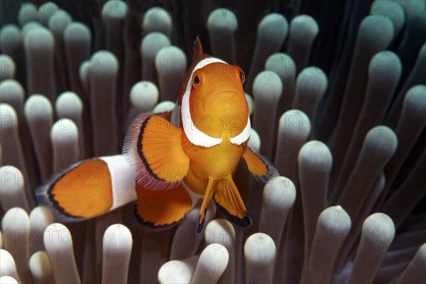 Ocellaris clownfish