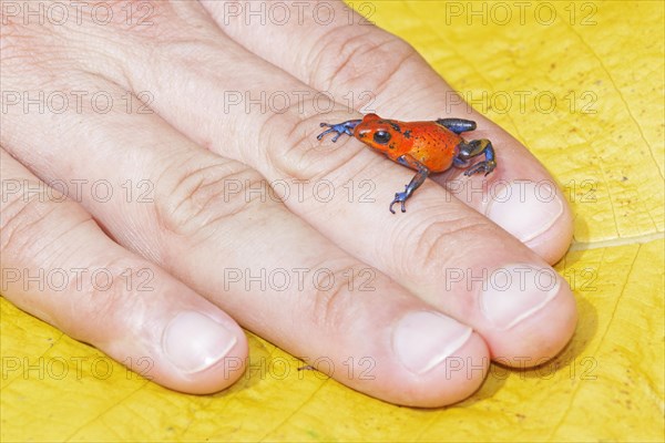 Blue jeans dart frog