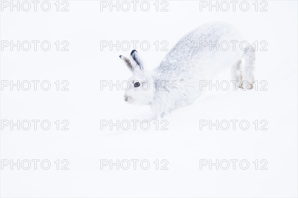 Mountain hare
