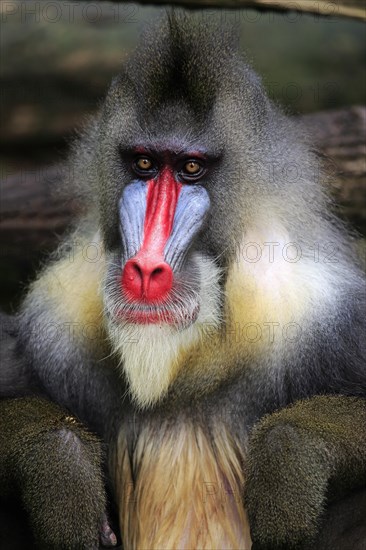 Mandrill