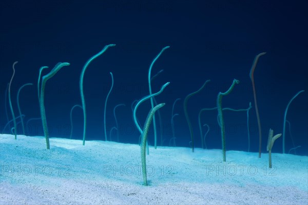 Group of Red Sea garden eels