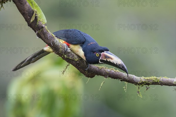 Collared aracari