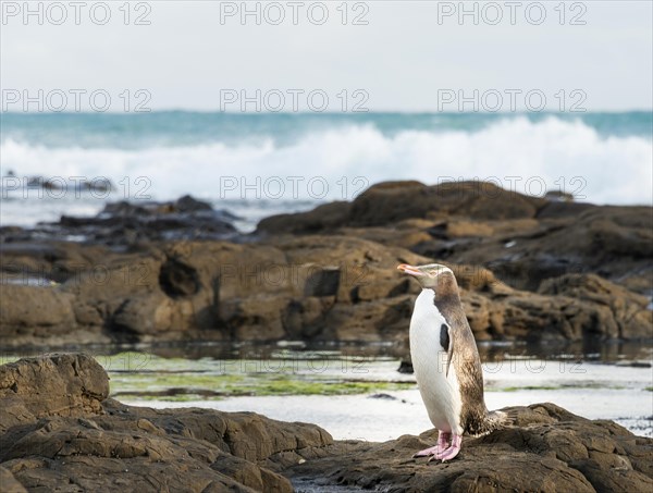 Yellow-eyed penguin