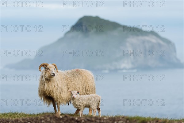 Ewe and lamb