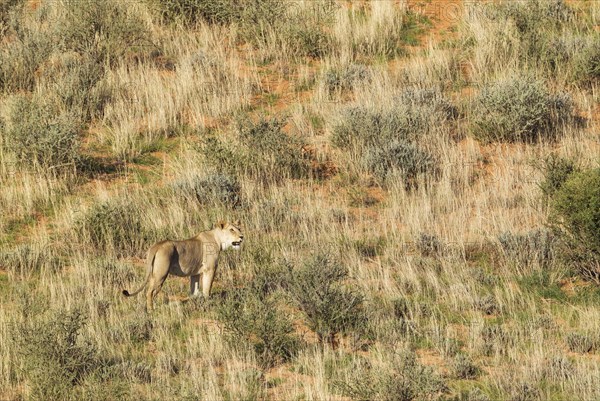 Lionesses