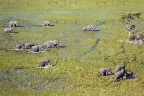 African Elephant