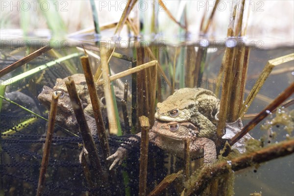 Common toad