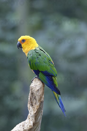 Jandaya Parakeet