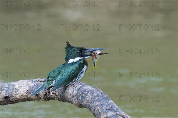 Green Kingfisher