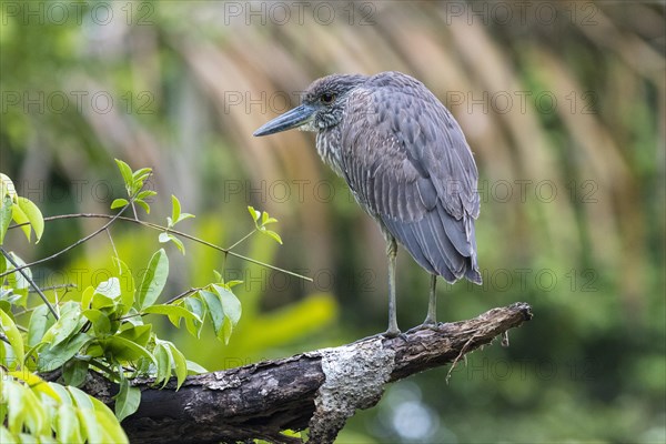 Young crab heron