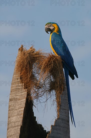 Blue and yellow macaw