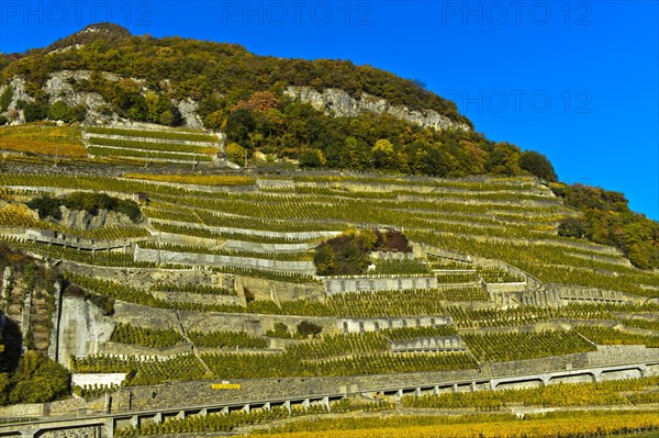 Chasselas vines