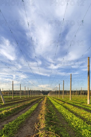 Harvested hop field in the evening light