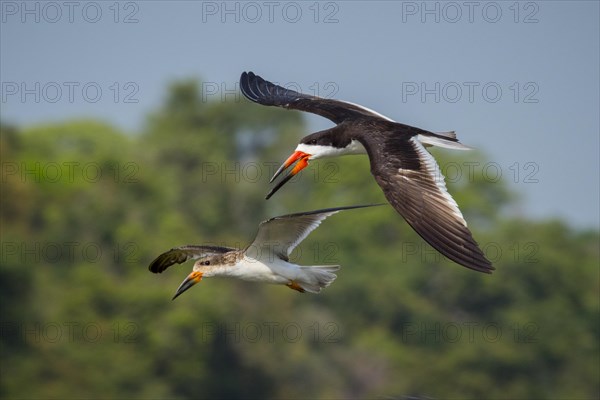 Black Skimmer