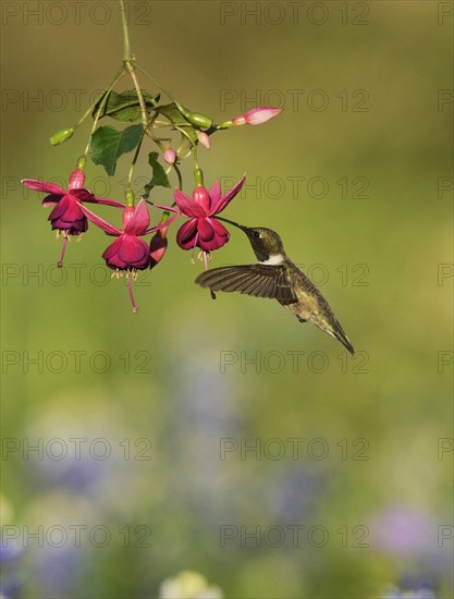 Black-chinned Hummingbird