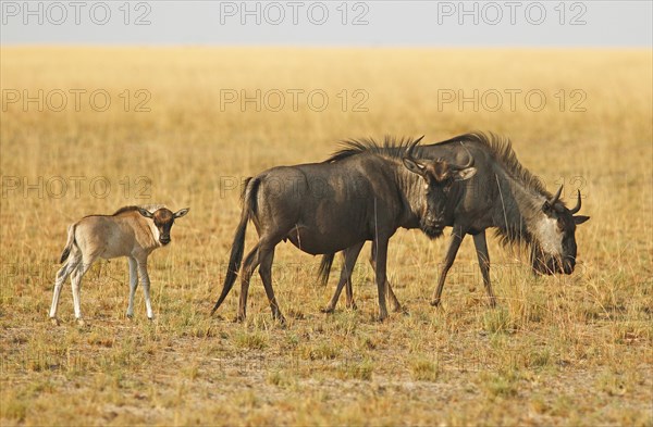 Wildebeest with calf