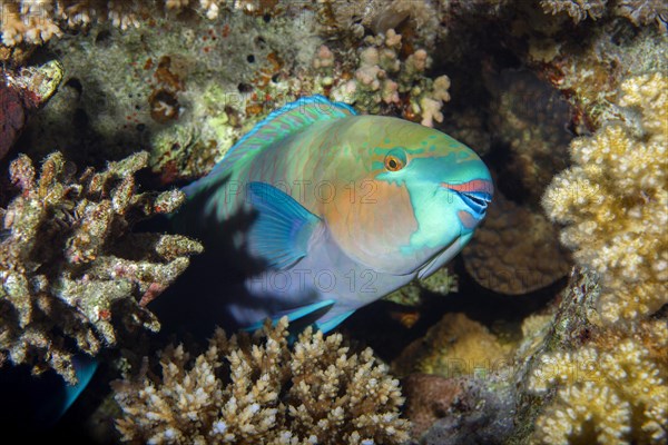 Daisy parrotfish