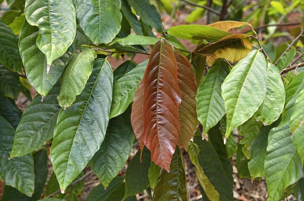 Cacao tree