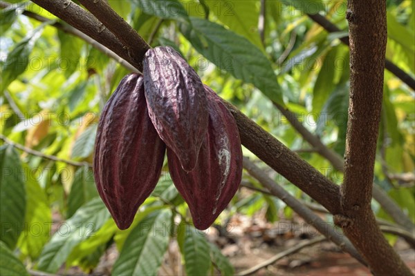 Red pods