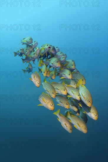 Yellow-ribbon sweetlips