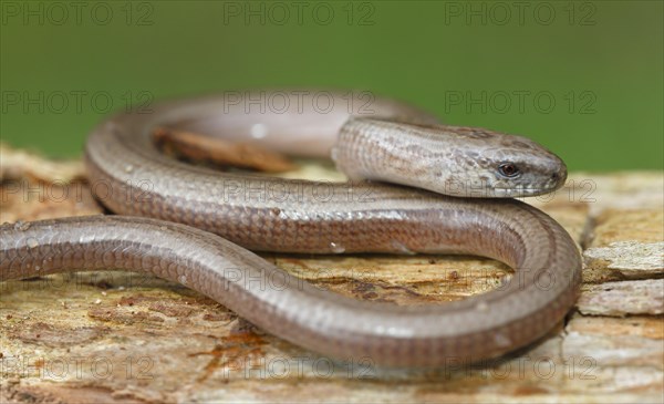 Slow worm