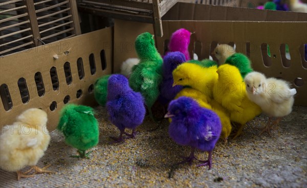 Colorfully colored chicks in tight cage