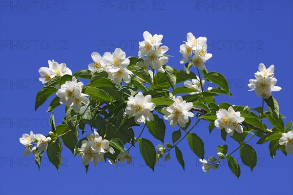 Sweet Mock-orange