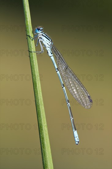 Common blue damselfly