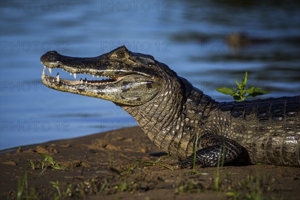 Yacare Caiman