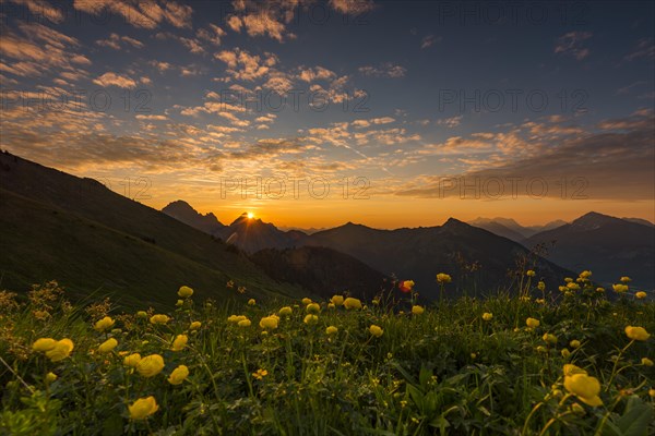 Sunrise behind meadow with Globeflowers