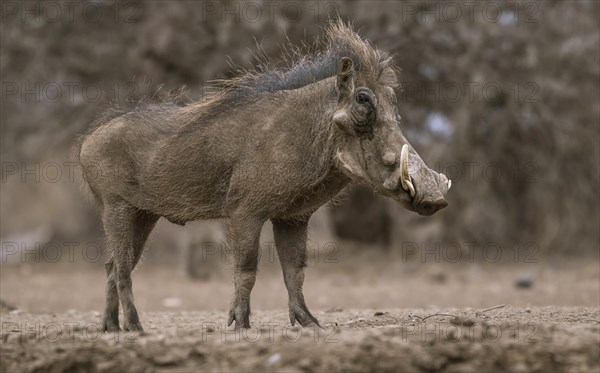 Common warthog