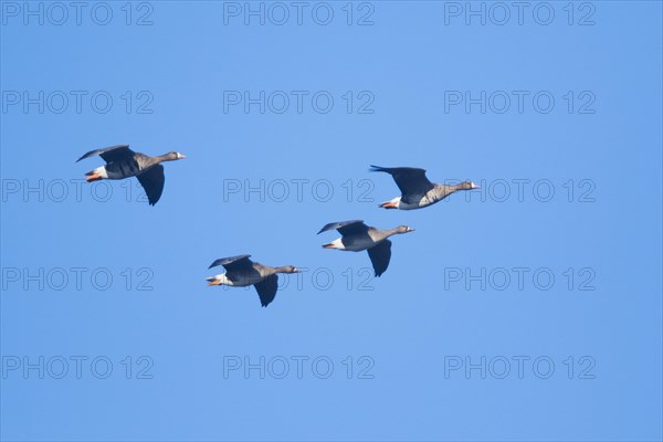 Greater white-fronted geese