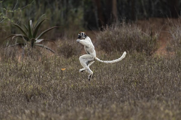 Dancing Verreaux's sifaka