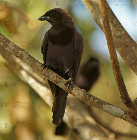 Purplish Jay