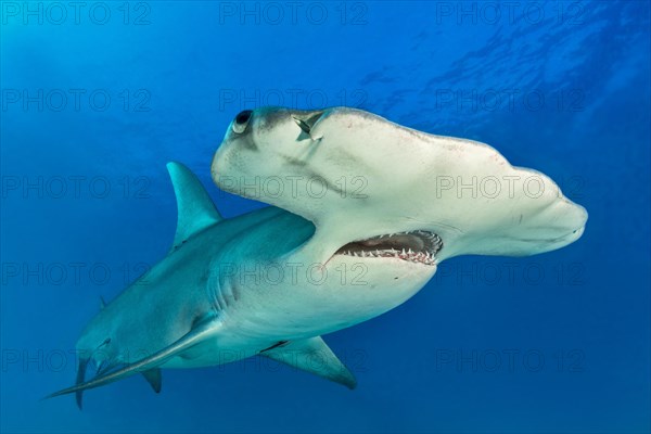 Great hammerhead