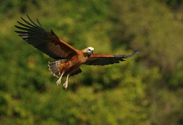 Black-collared hawk