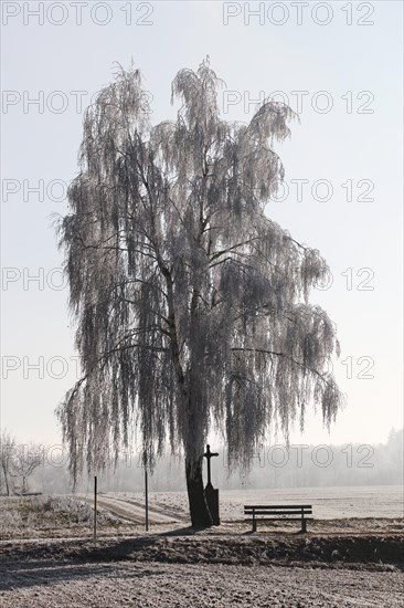 Birch tree with hoarfrost