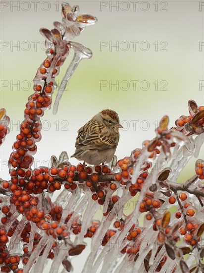 Chipping Sparrow