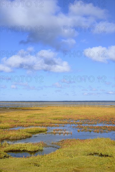 Glasswort