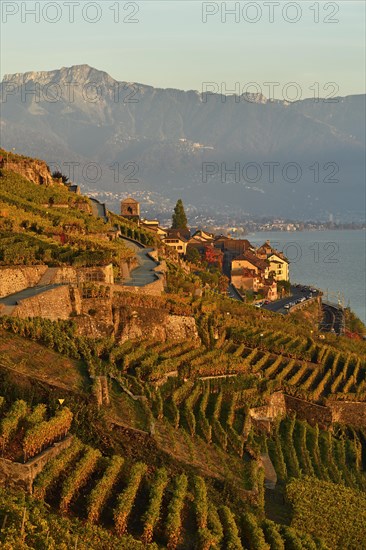 Vineyards in autumn