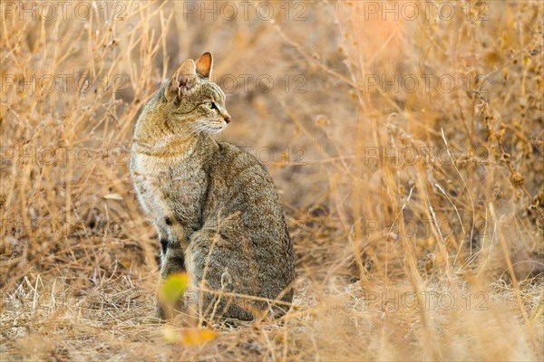 African Wildcat