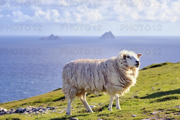 Sheep on coast