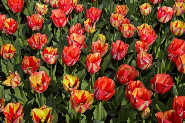 Salmon-colored Dutch tulips