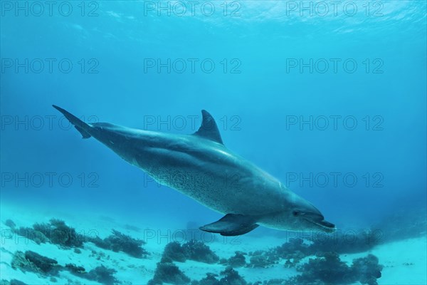 Bottlenose dolphin